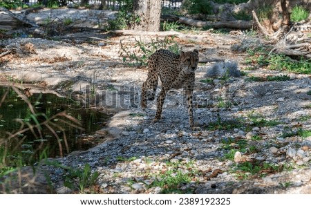 Cute cheetah walks by a lake in the forest