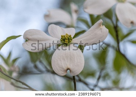 Various Flowers with Bokeh Background