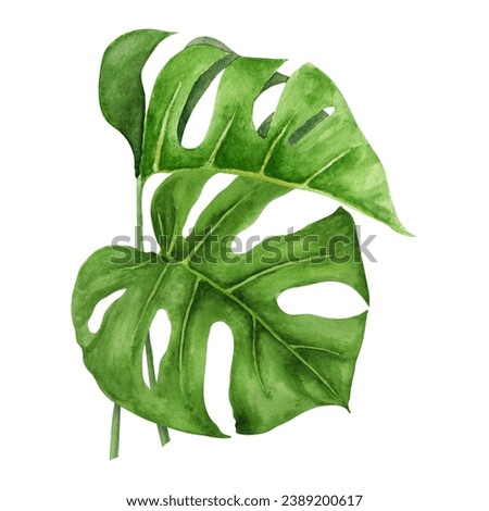 Green Monstera leaves. Watercolor hand drawn illustration of tropical plant for travel guides, cosmetic, spa, massage salon prints, wedding invitations, cards, textile, packing. Jungle liana clip art.