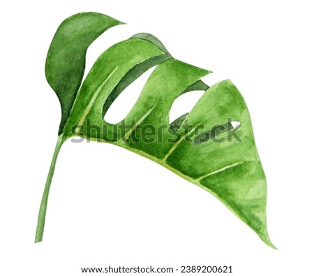 Green Monstera leaf. Watercolor hand drawn illustration of tropical plant for travel guides, cosmetic, spa, massage salon prints, wedding invitations, cards, textile, packing. Jungle liana clip art.