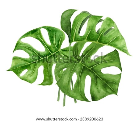 Green Monstera leaves. Watercolor hand drawn illustration of tropical plant for travel guides, cosmetic, spa, massage salon prints, wedding invitations, cards, textile, packing. Jungle liana clip art.