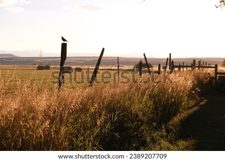 Golden prairie grass sunset with a field of rolled hay and a bird perched on a wood post and wire fence and a wooden farm gate.