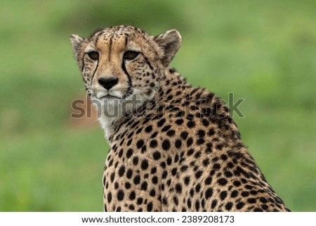 portrait of a cheetah at Pilanesberg National Park, South Africa