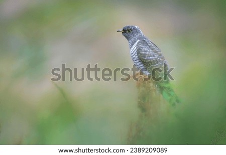 A sharp picture of a Common Cuckoo (Cuculus canorus)  juvenile. The most obvious identification features of juvenile common cuckoos are the white nape patch and white feather fringes.