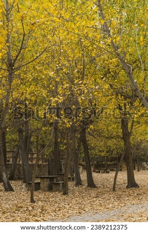 
autumn forest fallen yellow leaves