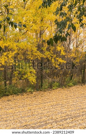 
autumn forest fallen yellow leaves