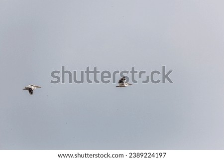 Great white pelicans (Pelecanus onocrotalus) flying over Awassa lake, Ethiopia