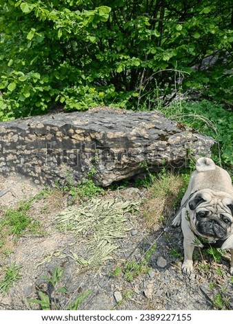 nodular limestones - limestone concretions in a
matrix of calcareous (marly) shales found in the Oslo area. Pug in picture for scale