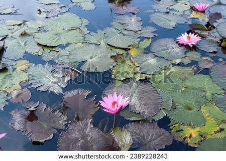 Beautiful pink lotus flower or water lily blooms in the pond