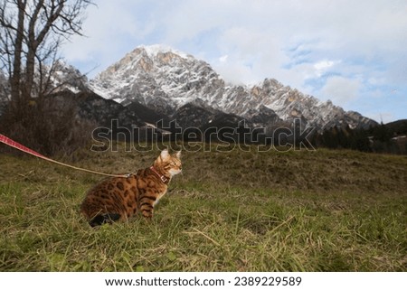 a cat in a leash sits on the grass against the backdrop of snow-capped mountains and an autumn landscape