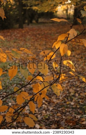 Autumn picture of branch with orange leaves in the foreground and brown and red leaves in the background. Late fall sunny afternoon. Vertical photo.