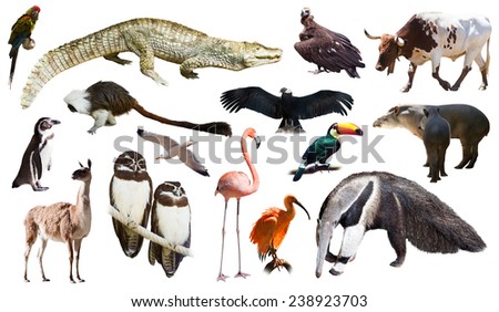 Set of  spectacled caiman and other animals of South America over white background