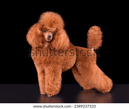 Studio shot of apricot cute poodle on a black background