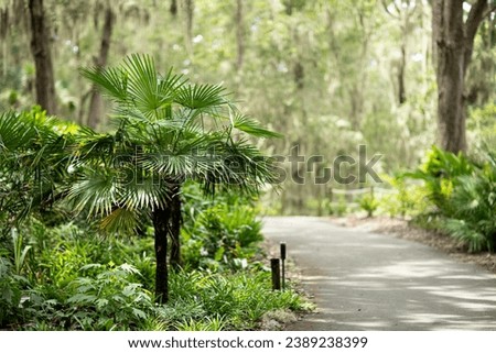 A view of the beautiful Jacksonville Arboretum and Botanical Gardens. Royalty-Free Stock Photo #2389238399