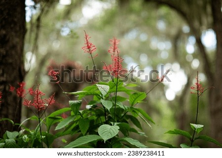 A view of the beautiful Jacksonville Arboretum and Botanical Gardens. Royalty-Free Stock Photo #2389238411