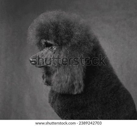 Portrait of black standard poodle on a gray background