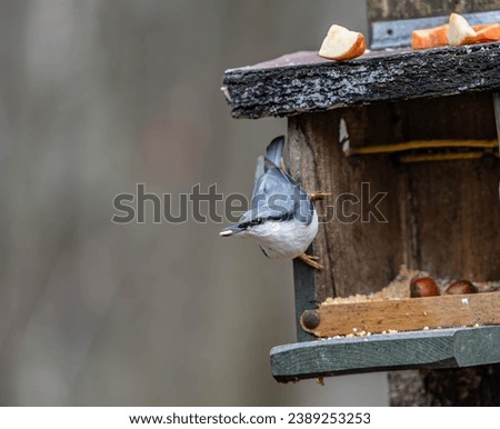 Natural Wildlife Bird, Nuthatch, Feeding Behavior Outdoors Royalty-Free Stock Photo #2389253253