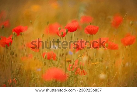  Snowshill Meadow cotswolds Gloucestershire close up of sunlit poppy flowers