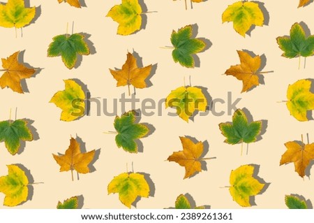 Creative pattern composition of colorful autumn leaves on pastel background. Season concept. Minimal autumn or fall idea. Autumn aesthetic background. Flat lay, top of view.