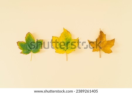 Creative layout of colorful autumn leaves on pastel background. Season concept. Minimal autumn or fall idea. Autumn aesthetic background. Flat lay, top of view.