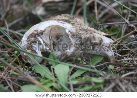 vanitas rabbit skull in nature (wallpaper)