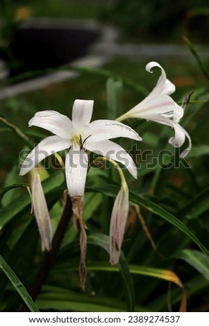 Beautiful blooming white lily flowers in the garden 