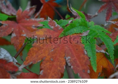 Green and red contrast in this picture of beautiful fall leaves