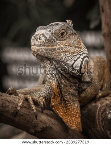 Green iguana posing from the front 