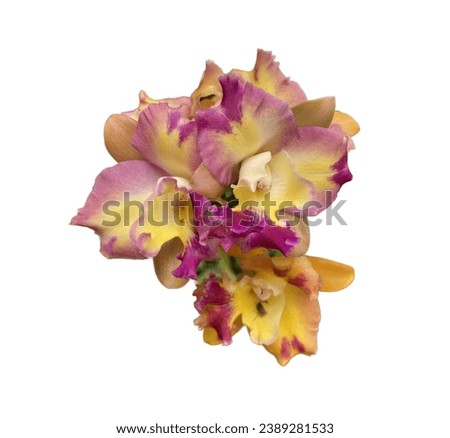 Picture of beautiful colorful orchids on a white background.