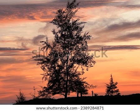 Captured photo of tree during sunset