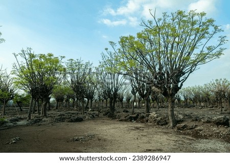 The atmosphere of the mainland on Gili Island, looks like trees that have withered due to the dry season Royalty-Free Stock Photo #2389286947