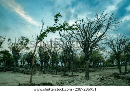 The atmosphere of the mainland on Gili Island, looks like trees that have withered due to the dry season Royalty-Free Stock Photo #2389286951