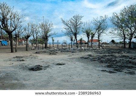 The atmosphere of the mainland on Gili Island, looks like trees that have withered due to the dry season Royalty-Free Stock Photo #2389286963