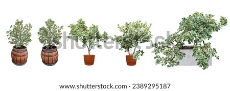 Ornamental plants.
Mistletoe fig Mistletoe rubber plant Grown in cement pots and terra cotta pots. For decorating the garden and front of the house.
Isolated and clipping path.
Collection of 3 trees.