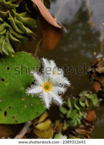 Nymphoides indica.
Nymphoides indica is an aquatic plant in the Menyanthaceae, native to tropical areas around the world. Royalty-Free Stock Photo #2389312641