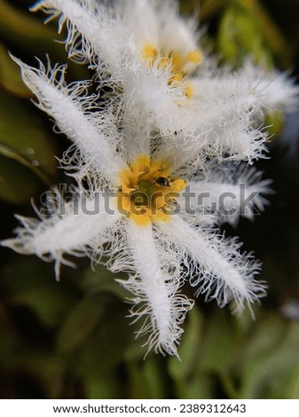 Nymphoides indica.
Nymphoides indica is an aquatic plant in the Menyanthaceae, native to tropical areas around the world. Royalty-Free Stock Photo #2389312643