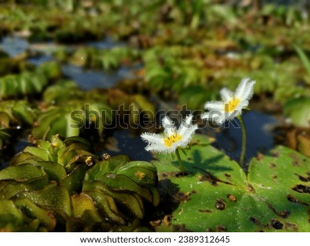 Nymphoides indica.
Nymphoides indica is an aquatic plant in the Menyanthaceae, native to tropical areas around the world. Royalty-Free Stock Photo #2389312645