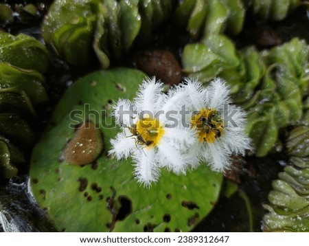 Nymphoides indica.
Nymphoides indica is an aquatic plant in the Menyanthaceae, native to tropical areas around the world. Royalty-Free Stock Photo #2389312647