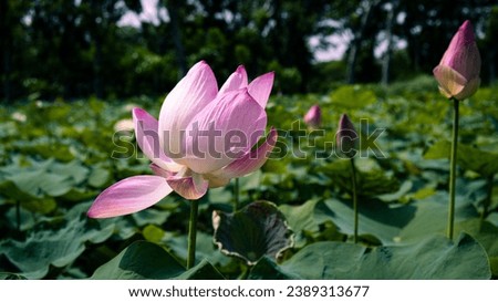 Pink waterlily or lotus flower in pond on green blurred background.