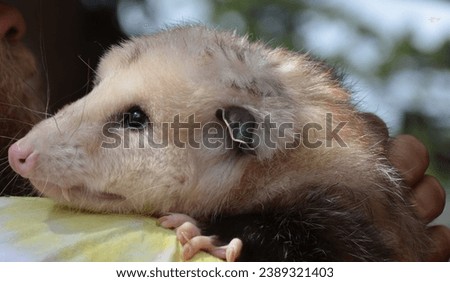 A smiling opossum cuddles up as it is being held.