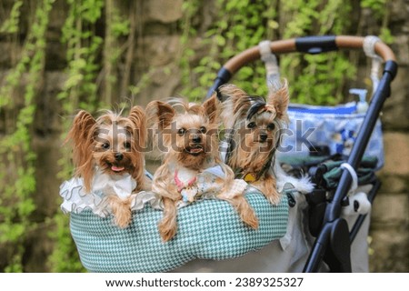 A group of Mini Yorkshire dogs with tag collars and hair ornaments gathered in a stroller as they were taken to a shopping center dog park.