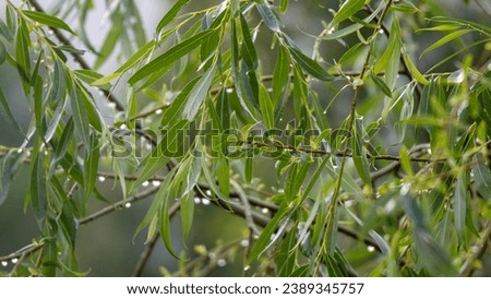 Weeping willow branches close-up. Drops of water on yellow willow leaves - stock photo. Willow tree branches with water drops after rain, background picture.