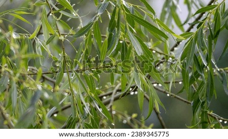 Weeping willow branches close-up. Drops of water on yellow willow leaves - stock photo. Willow tree branches with water drops after rain, background picture.