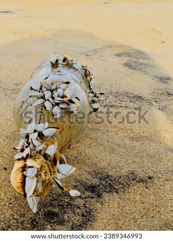 glass bottle filled with goose barnacles ejected from the sea lying on the beach
