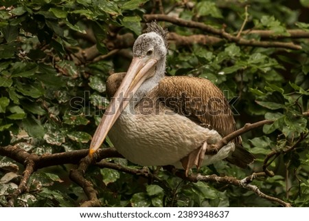 Pelicans (genus Pelecanus) are a genus of large water birds that make up the family Pelecanidae. They are characterized by a long beak and a large throat pouch used for catching prey and draining wate Royalty-Free Stock Photo #2389348637