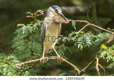 Pelicans (genus Pelecanus) are a genus of large water birds that make up the family Pelecanidae. They are characterized by a long beak and a large throat pouch used for catching prey and draining wate Royalty-Free Stock Photo #2389348639