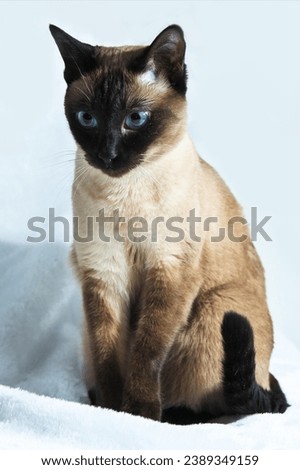 Siamese cat with this delightful image. Full of energy and charm, this photo captures the spirited nature of Siamese cat at play. 