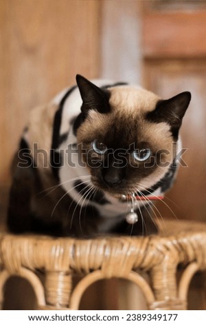 Siamese cat with this delightful image. Full of energy and charm, this photo captures the spirited nature of Siamese cat at play. 