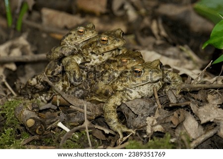 Common toad in amplexus with three males stacked on top of a female 