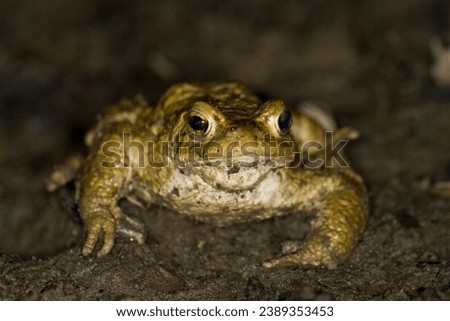 Golden brown common toad male portrait 
